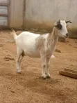 She Goat for Sale - 1