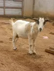 She Goat for Sale - 2