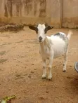She Goat for Sale - 3
