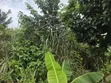 Land for Sale at Asuofia-Achiase - 1