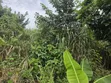Land for Sale at Asuofia-Achiase - 2