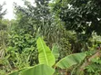 Land for Sale at Asuofia-Achiase - 4