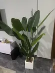 Artificial Short Palm Plant with Pot - 4