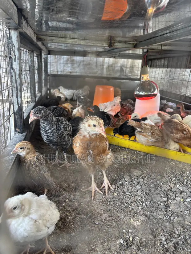 Noiler, Kroiler, and Sasso Birds for Sale - 1