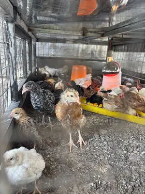 Noiler, Kroiler, and Sasso Birds for Sale