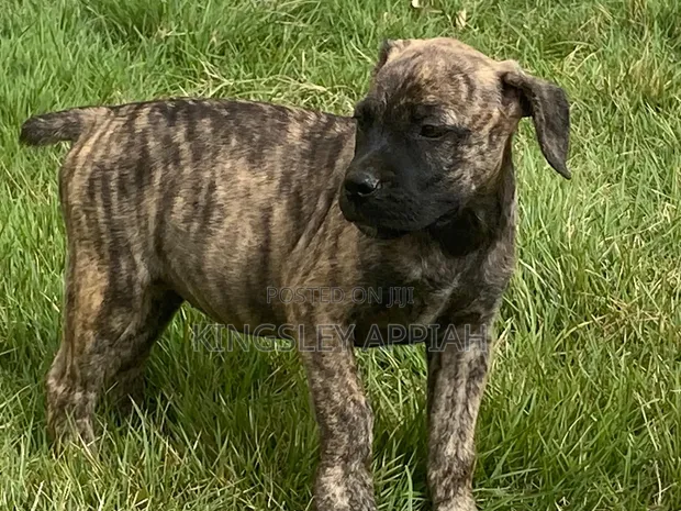 Female Mixed Breed Boerboel Puppy (1-3 Months) - 1