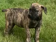 Female Mixed Breed Boerboel Puppy (1-3 Months) - 1