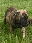 Female Mixed Breed Boerboel Puppy (1-3 Months) - 2