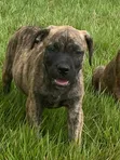 Female Mixed Breed Boerboel Puppy (1-3 Months) - 3