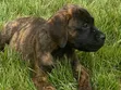 Female Mixed Breed Boerboel Puppy (1-3 Months) - 4