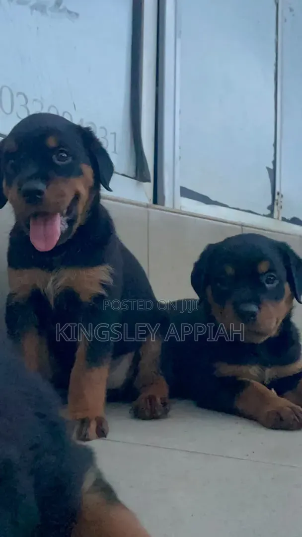 Purebred Rottweiler Puppy - 1-3 Months Old - 1
