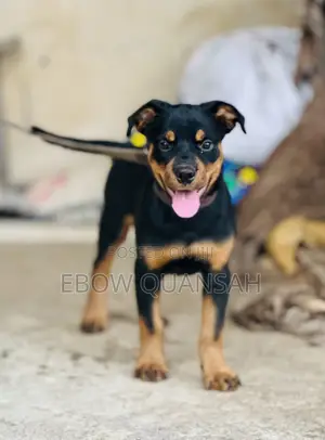 Female Purebred Rottweiler Puppy (1-3 Months)