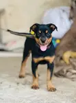 Female Purebred Rottweiler Puppy (1-3 Months) - 1
