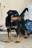 Female Purebred Rottweiler Puppy (1-3 Months) - 2