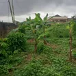 Plot of Land for Sale at Ipt Nyankyereniase - 4