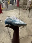 Brand New Adidas Laceless Football Boots / Cleats (EU 37) - 2