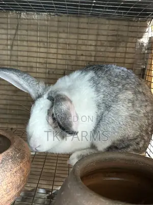 Breeding and Meat Rabbits for Sale