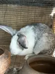 Breeding and Meat Rabbits for Sale - 1