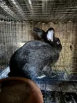 Breeding and Meat Rabbits for Sale - 2