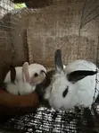 Breeding and Meat Rabbits for Sale - 3
