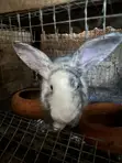 Breeding and Meat Rabbits for Sale - 4