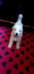 1-3 Month Female Purebred White Shepherd Puppy - 1