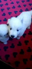1-3 Month Female Purebred White Shepherd Puppy - 2