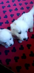 1-3 Month Female Purebred White Shepherd Puppy - 3