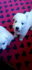 1-3 Month Female Purebred White Shepherd Puppy - 4