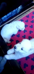 1-3 Month Female Purebred White Shepherd Puppy - 5
