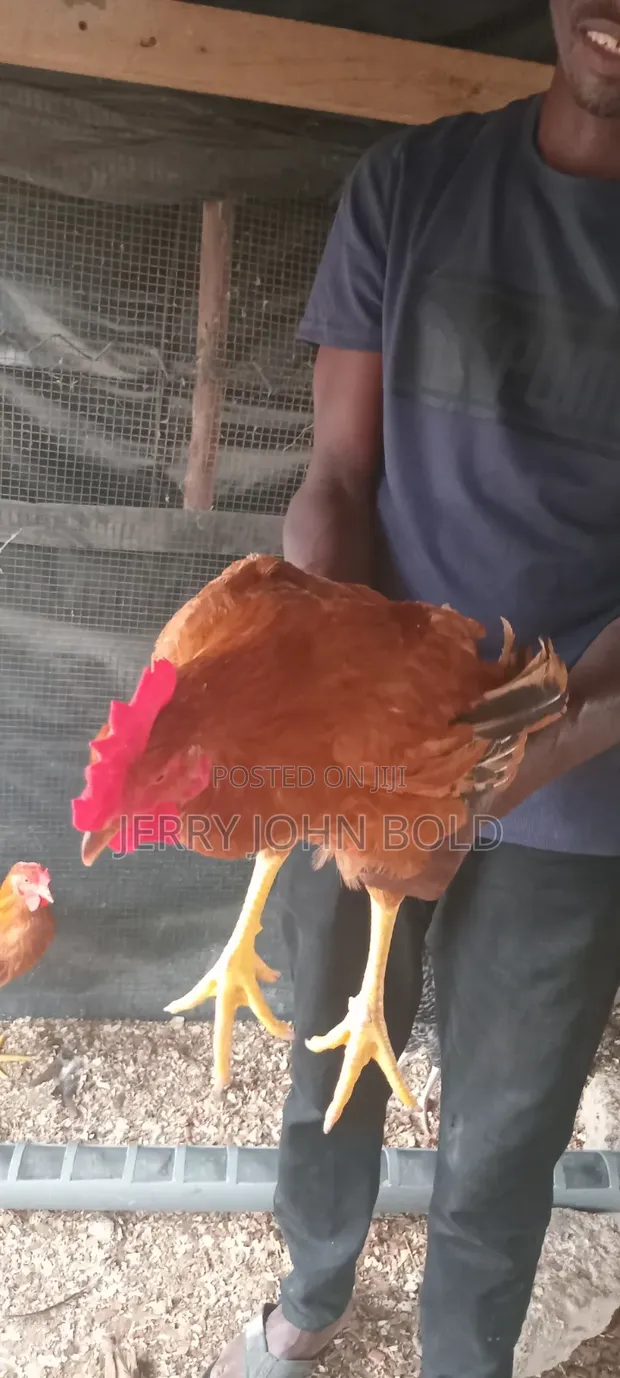 Sasso Chickens for Sale - 1