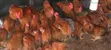 Sasso Chickens for Sale - 2