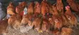 Sasso Chickens for Sale - 3