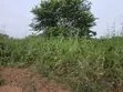Land for Sale at Aboabugya - 1