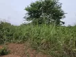 Land for Sale at Aboabugya - 2