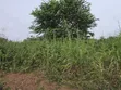 Land for Sale at Aboabugya - 3