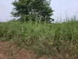 Land for Sale at Aboabugya - 4