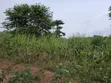 Land for Sale at Aboabugya - 5