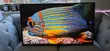 LG 50-inch Smart TV - 1