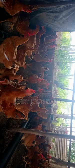 Mature Sasso Birds (3-4 Months)