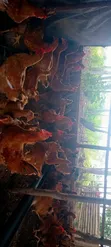 Mature Sasso Birds (3-4 Months) - 1