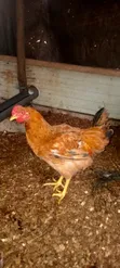 Mature Sasso Birds (3-4 Months) - 2