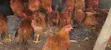 Mature Sasso Birds (3-4 Months) - 3