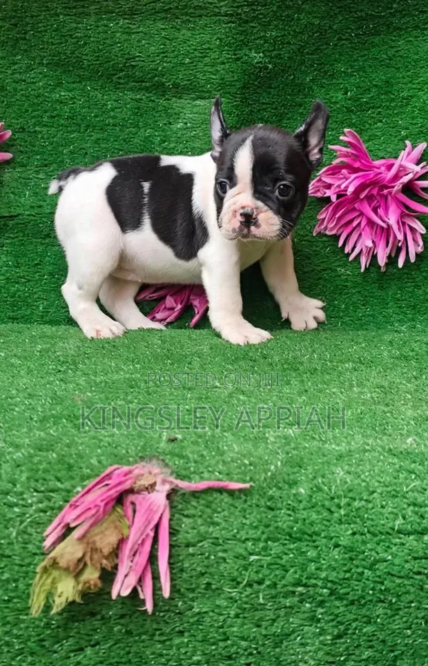 Purebred French Bulldog Puppy - Male - 1