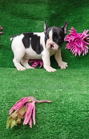 Purebred French Bulldog Puppy - Male