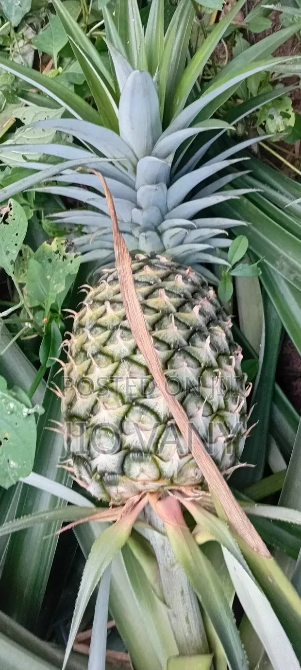 Fresh Pineapple - 1