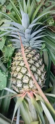 Fresh Pineapple - 1