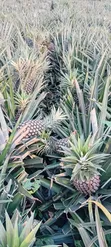 Fresh Pineapple - 2