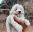 Purebred Poodle Puppy - 1-3 Months Old - 1
