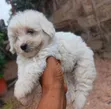 Purebred Poodle Puppy - 1-3 Months Old - 2